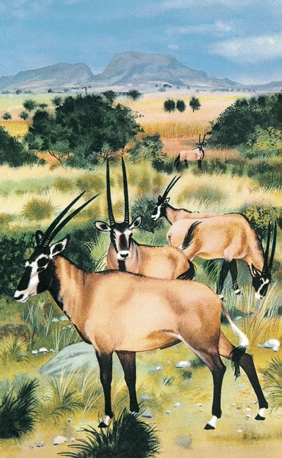 Arabisk oryx av English School