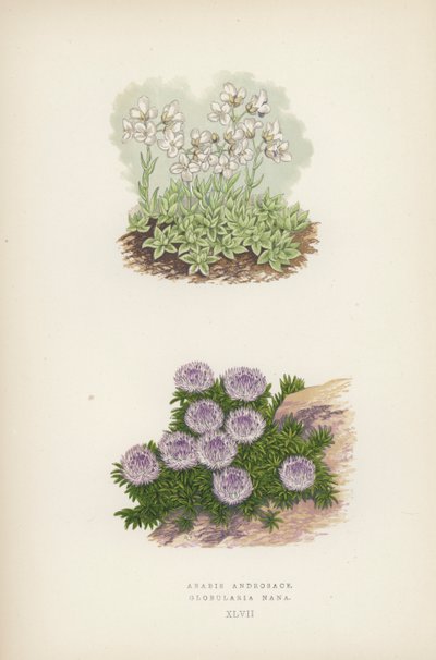 Arabis Androsace; Globularia Nana (farge litho) av English School