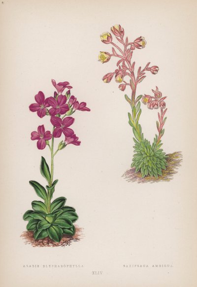 Arabis; Saxifraga Ambigua (farge litho) av English School