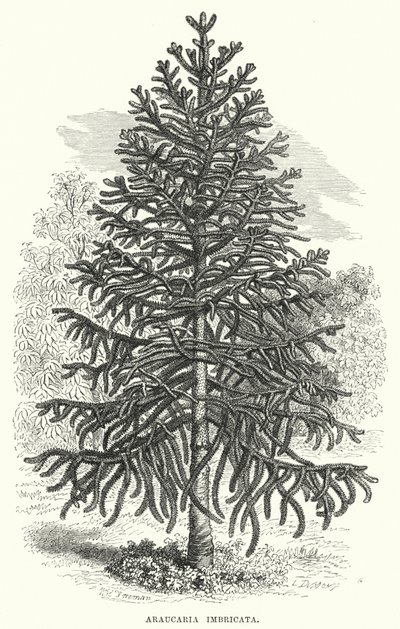 Araucaria Imbricata (gravering) av English School