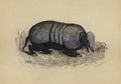 Armadillo (fargelitografi) av English School