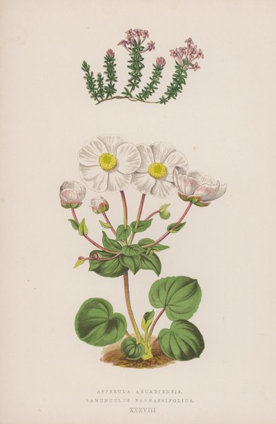 Asperula Arcadiensis; Ranunculus Parnassifolius (farge litho) av English School