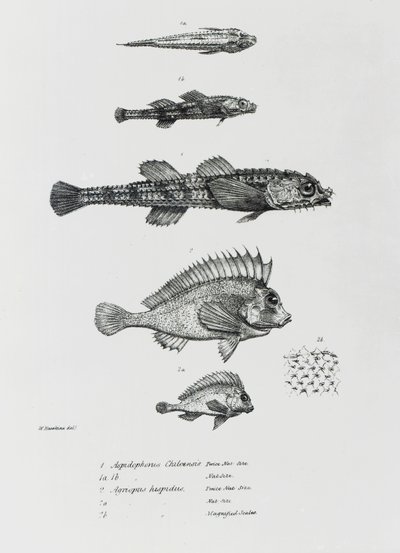 Aspidophorus Chiloensis og Agriopus Hispidus, plate 7 fra 