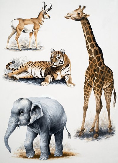 Verschiedene Tiere von English School