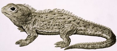 At Home in the Wilds: Land of Living Fossils av English School