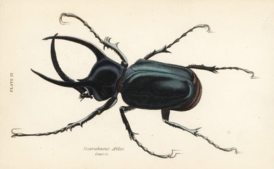 Atlasbille, Chalcosoma atlas (Scarabaeus atlas) av English School