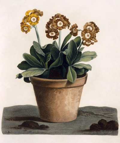 Auricula in a Pot, ca. 1840-tallet (håndfarget gravering) av English School