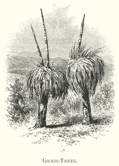 Australia: Grass-Trees (gravering) av English School