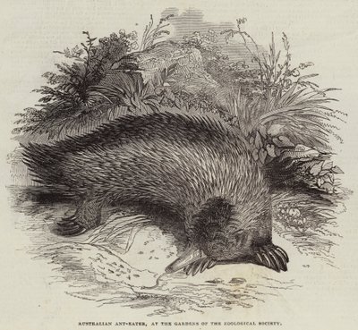 Australian Ant-Eater, ved Gardens of the Zoological Society (gravering) av English School