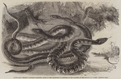 Australian Venemous Serpents nylig lagt til samlingen av reptiler i Gardens of the Zoological Society, Regent