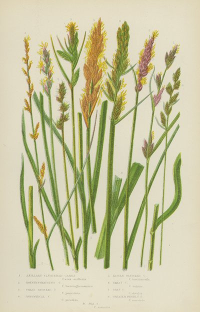 Axillær-klastert Carex, Boenninghausens Carex, Stor panisk Carex, Paradoksal Carex … (fargelitografi) av English School