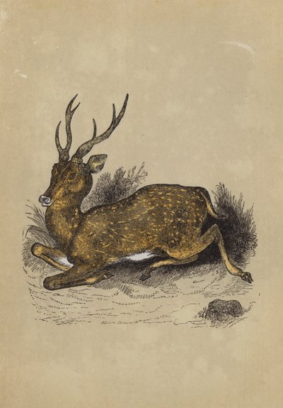 Axis Deer (farge litho) av English School