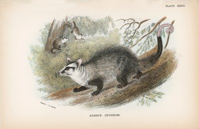 Azaras Opossum av English School