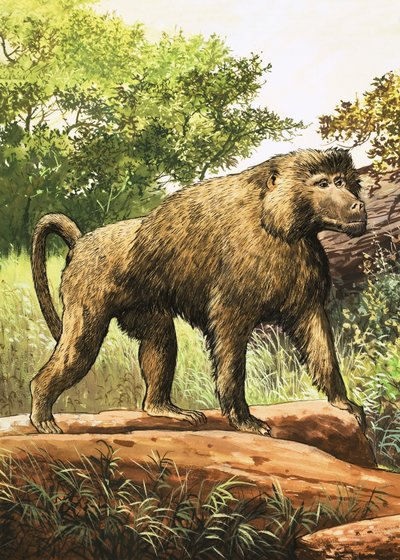 Bavian av English School