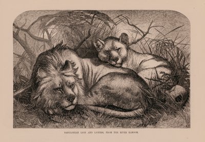 Babylonischer Löwe und Löwin vom Fluss Karoom von English School