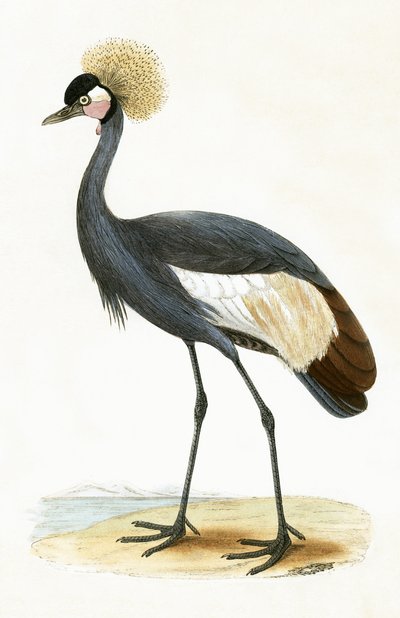 Balearic Crane, illustrasjon fra 