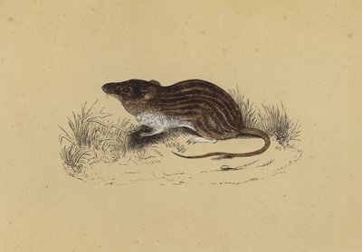 Barbary Mouse (farge litho) av English School