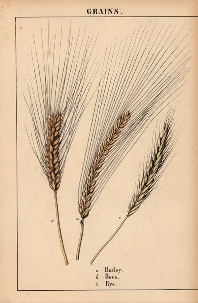 Bygg, bere og raigras  , fra "The Instructive Picturebook, or Lessons from the Vegetable World," [Charlotte Mary Yonge], Edinburgh av English School