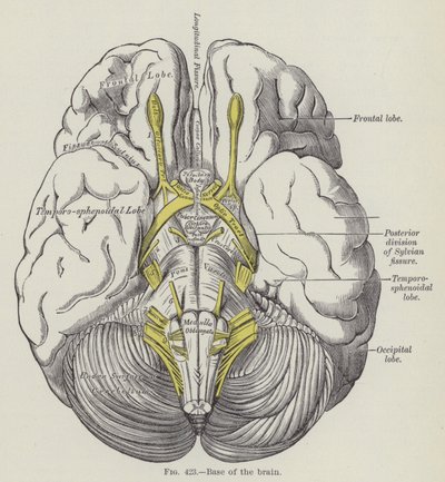 Basen av hjernen (gravering) av English School