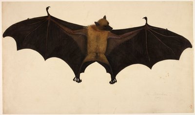 Flaggermus, fra Francis Buchanan-samlingen, ca. 1804 (akvarell og gouache på papir) av English School