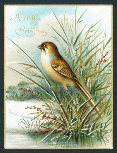 Skjeggmeis, julekort av English School