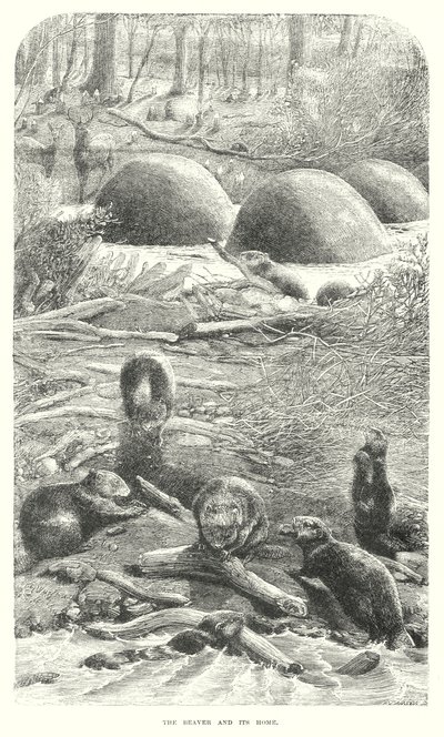 Bevere (gravering) av English School