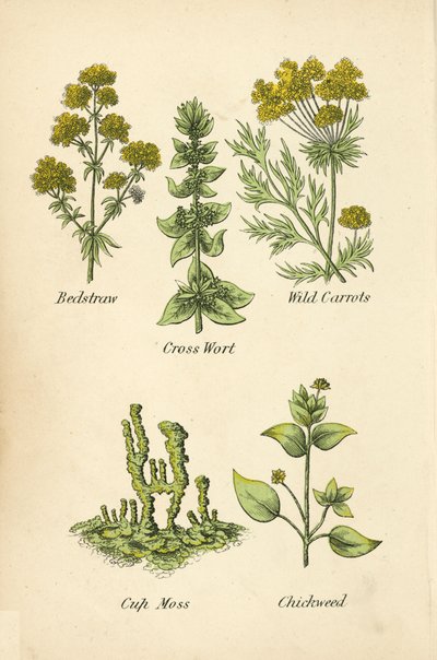 Sengehalm, korsurt, ville gulrøtter, koppmose, kyllingveis (farge litho) av English School