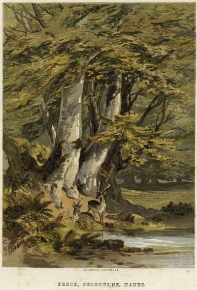 Bøketrær, nær Selborne, Hampshire av English School