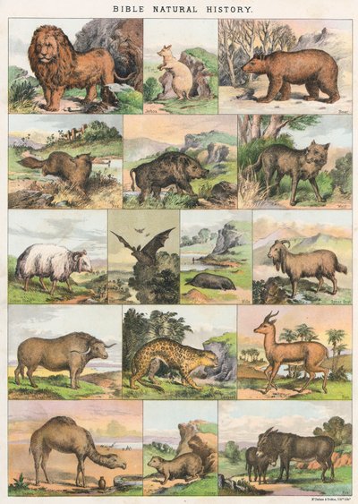 Bibelens naturhistorie av English School
