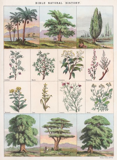 Bibelens naturhistorie av English School