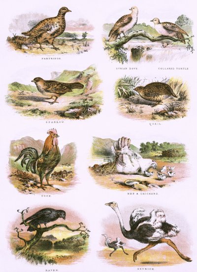 Bibelsk naturhistorie av English School