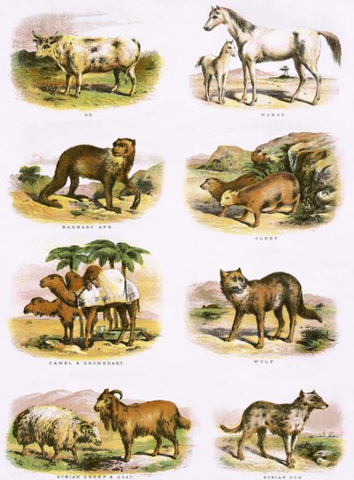 Bibelsk naturhistorie av English School