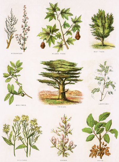 Bibelsk naturhistorie av English School