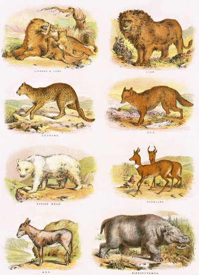 Bibelsk naturhistorie av English School