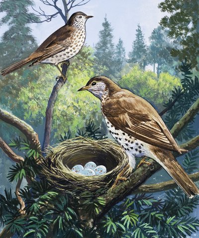 Vögel und Nest von English School