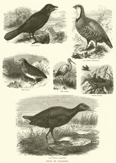 Birds of Palestine (gravering) av English School