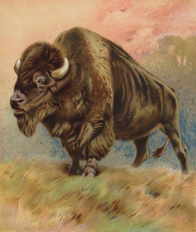 Bison (fargelitografi) av English School