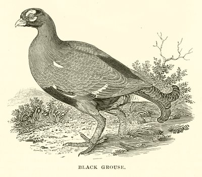 Ryper (gravering) av English School