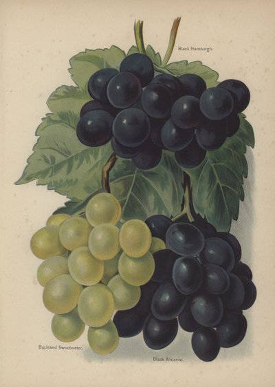 Black Hamburgh, Buckland Sweetwater, Black Alicante av English School