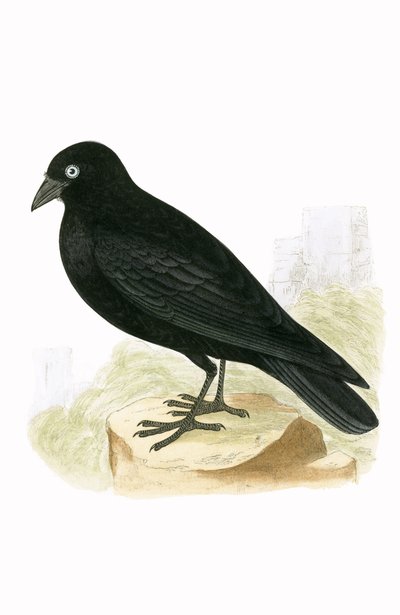 Black Jackdaw, illustrasjon fra 