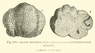 Svart trøffel (Tuber melanospermum); En underjordisk sopp av English School
