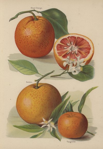 Blutorange, Sustain, Tangierine von English School