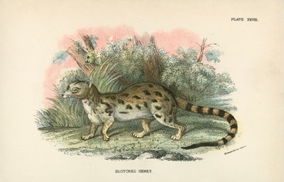 Blotched Genet av English School