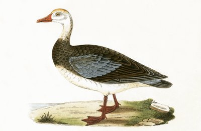 Blue Winged Goose, illustrasjon fra 