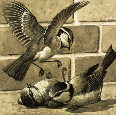 Blaukehlchen von English School