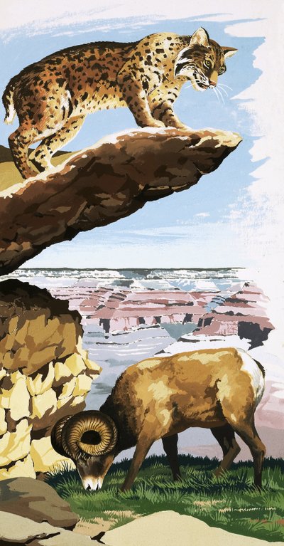 Bobcat og Bighorn sauer i Grand Canyon National Park av English School