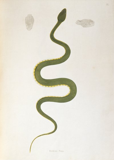 Bodroo Pam Snake fra An Account of Indian Serpents samlet fra Coromandel-kysten av Patrick Russell, London, 1796 av English School