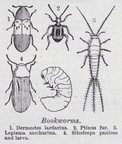 Bokorm (litho) av English School