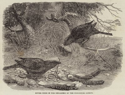 Bower Birds in the Menagerie of the Zoological Society (gravering) av English School