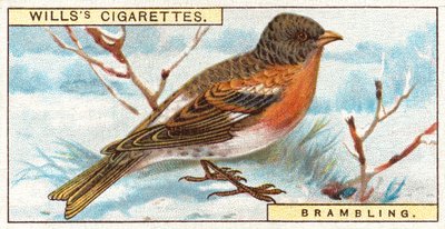 Brambling av English School